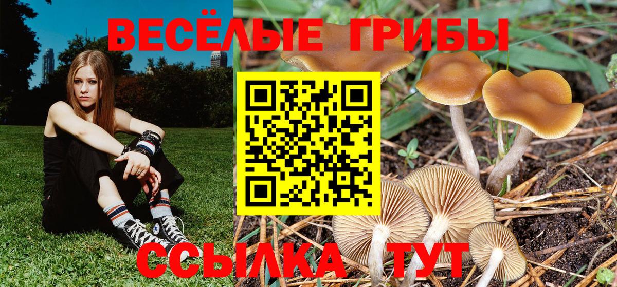 Галлюциногенные грибы Psilocybine cubensis Шебекино